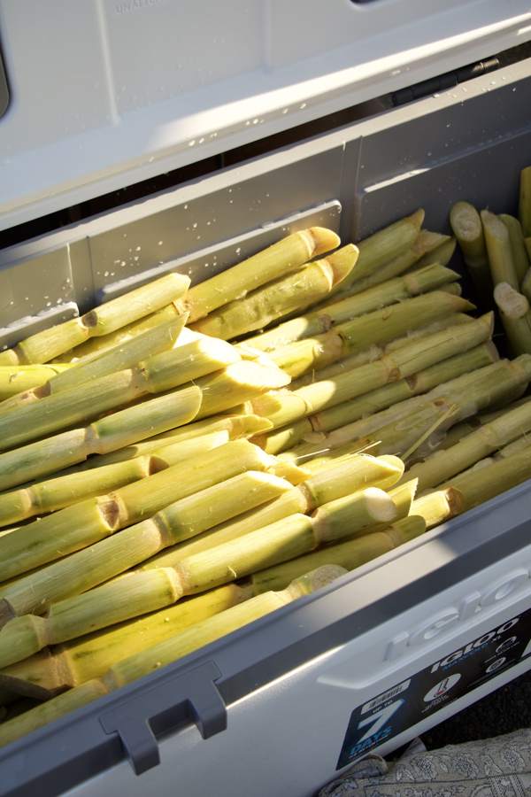 Cut sugarcane stalks in a cooler